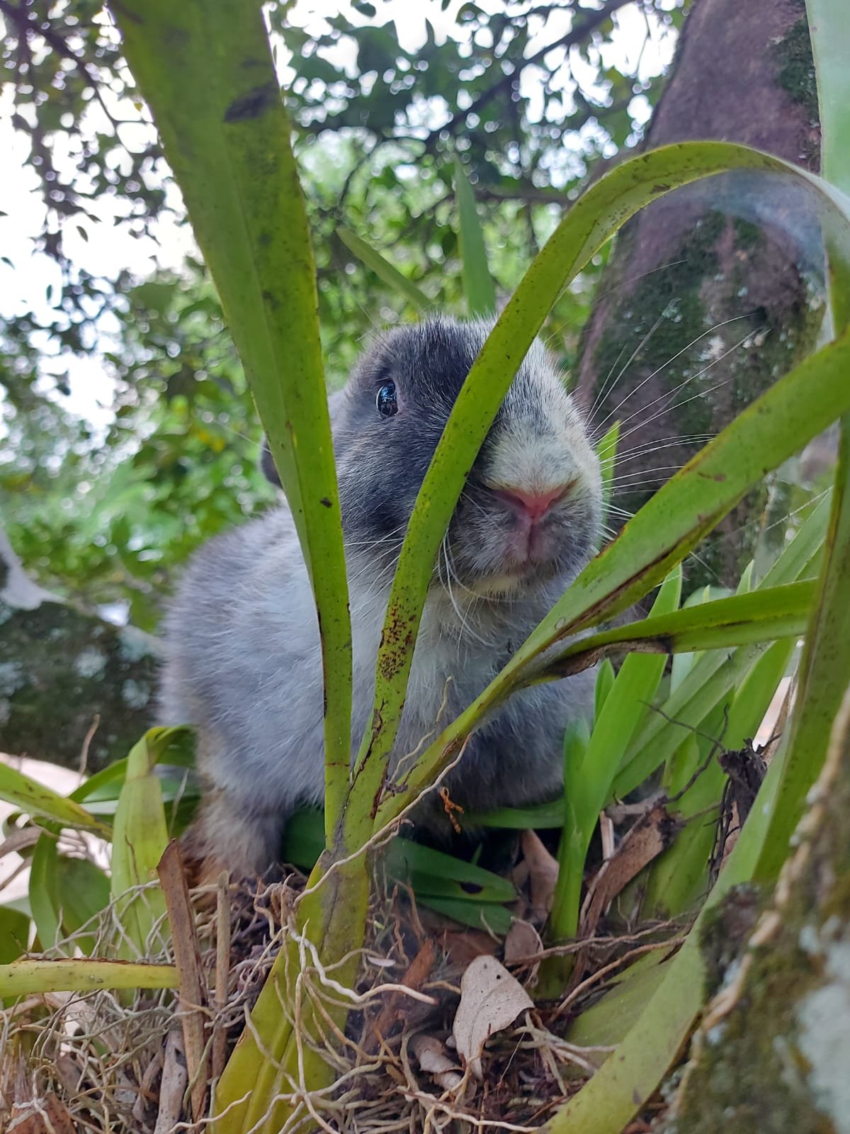 Fauna de la región - Foto 1