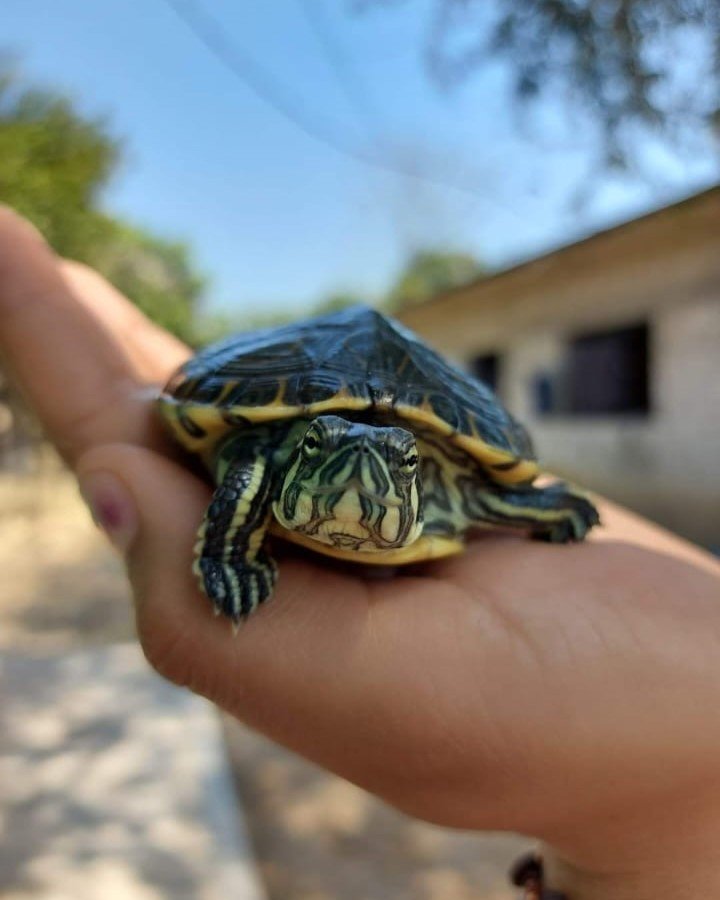 Miniatura Fauna 5