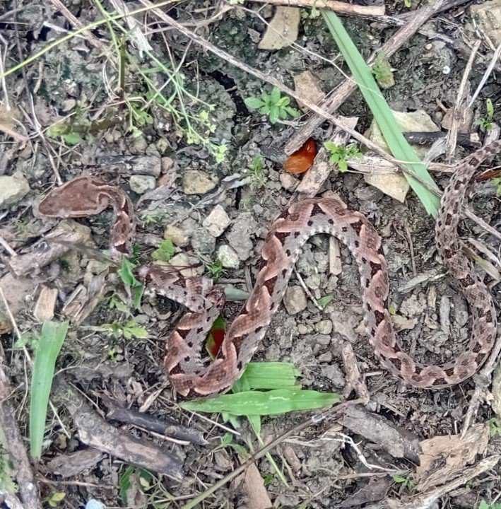 Miniatura Fauna 7
