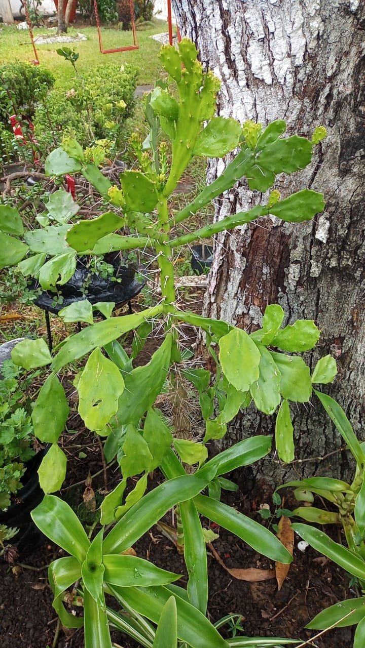 Flora de la región - Foto 1