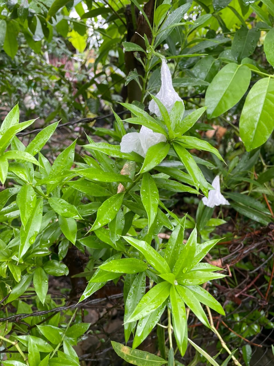 Miniatura Flora 13