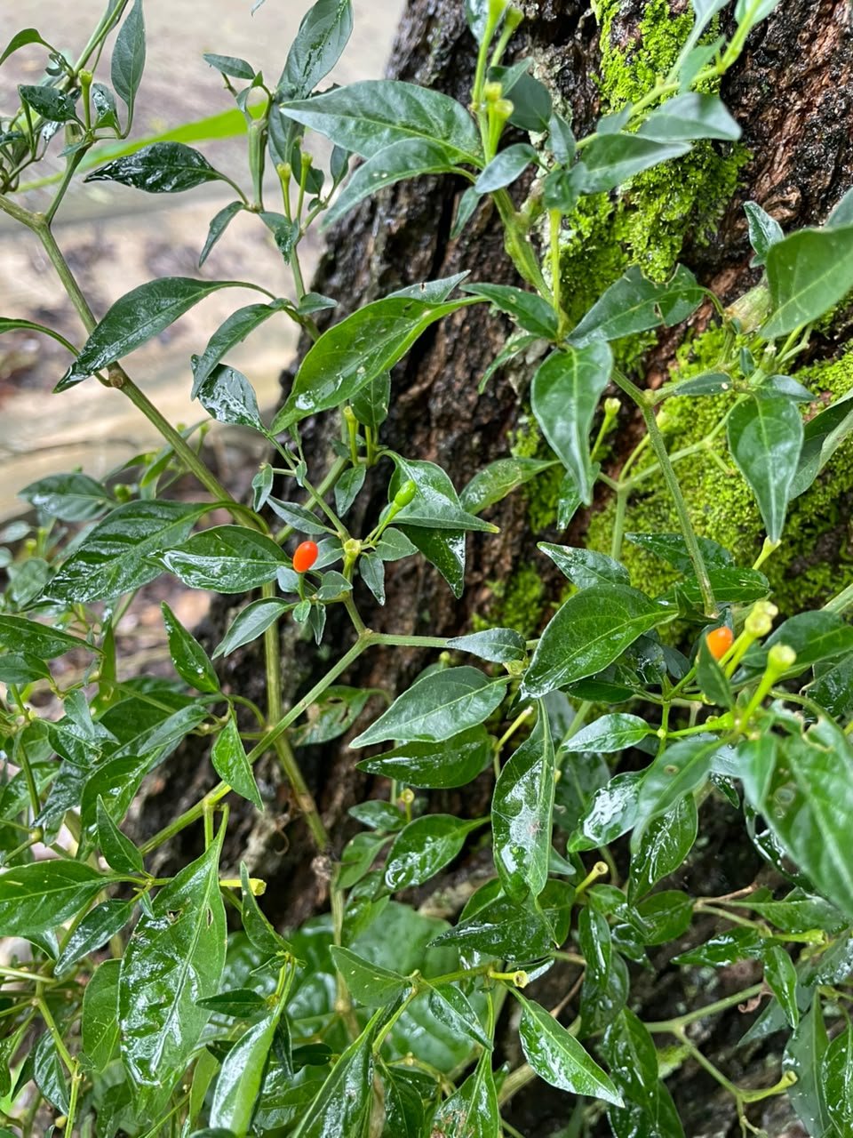 Miniatura Flora 23