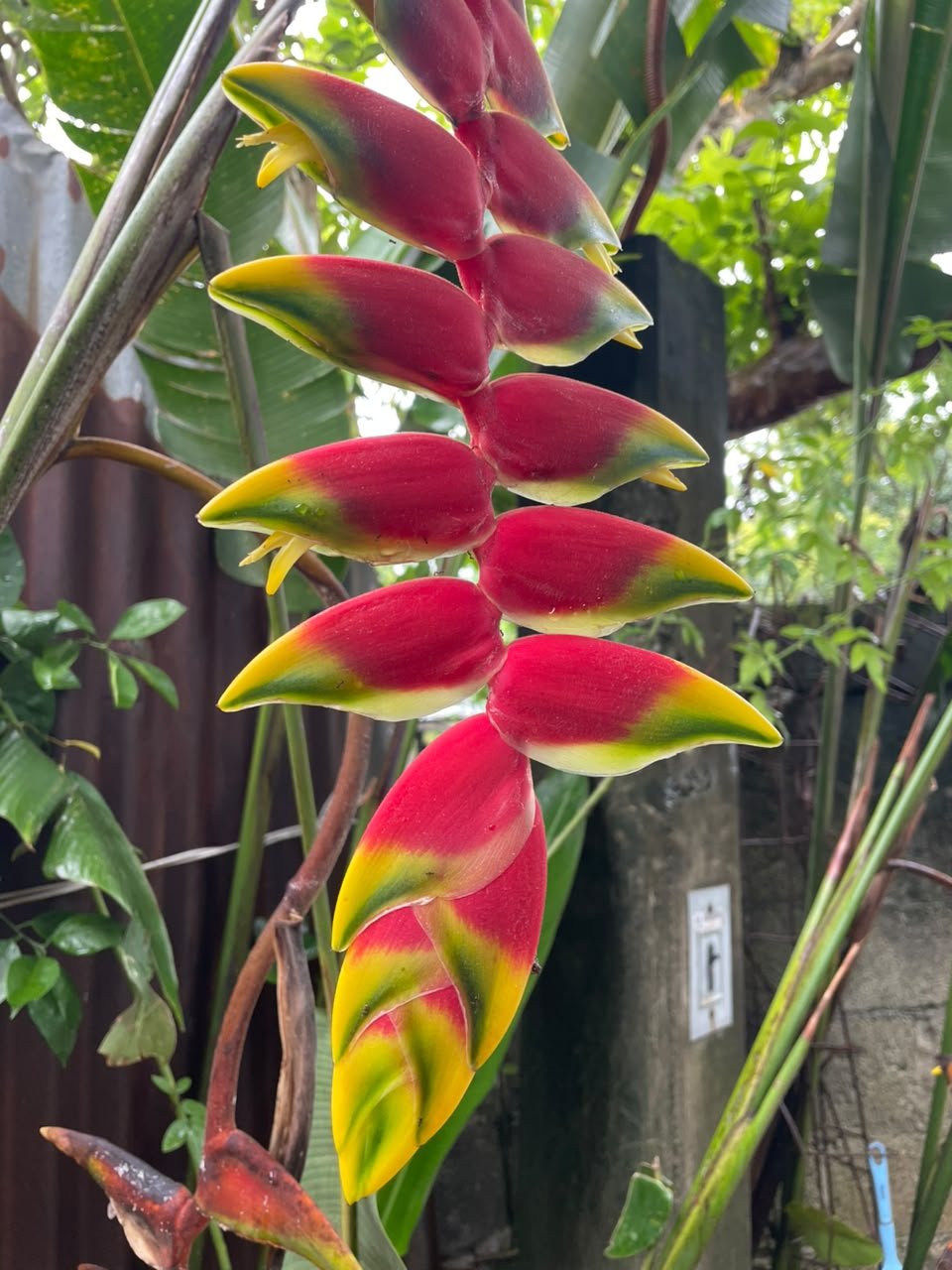 Miniatura Flora 5
