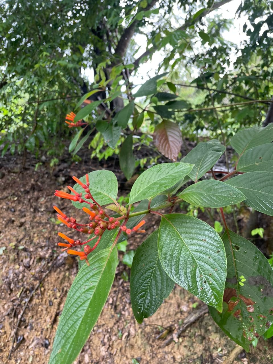 Miniatura Flora 8